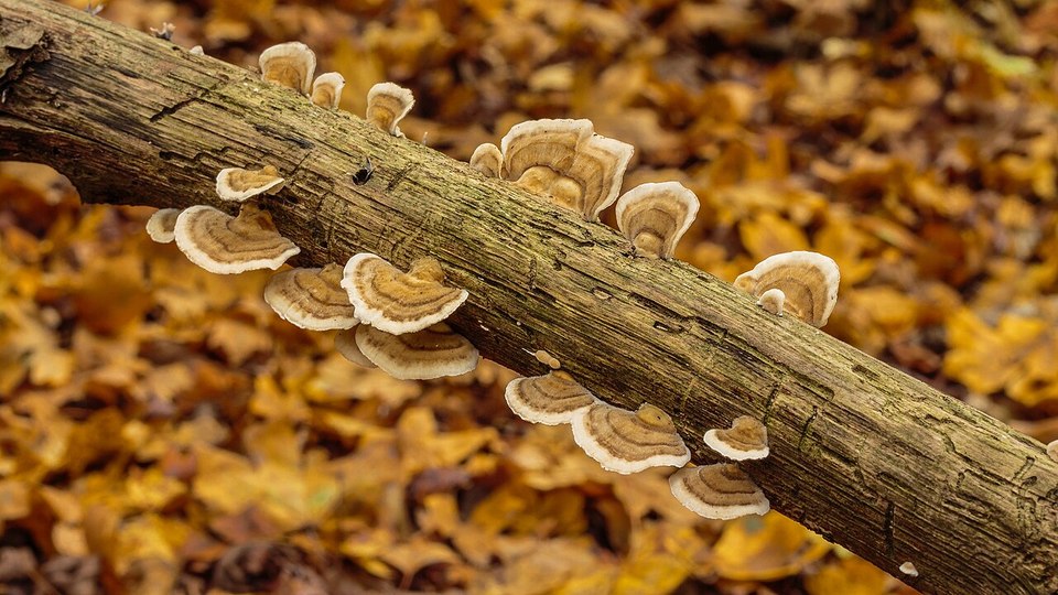 Schmetterlingstramete (Trametes versicolor)