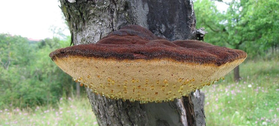 Zottiger Schillerporling (Inonotus hispidus): typisches Erscheinungsbild