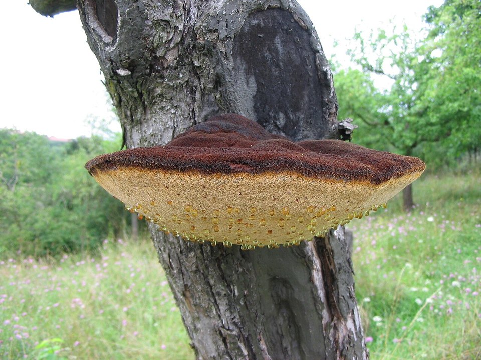 Zottiger Schillerporling (Inonotus hispidus)
