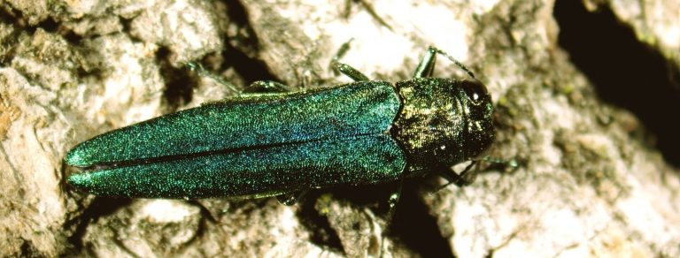 Metallisch grüner Asiatischer Eschenprachtkäfer auf heller Baumrinde