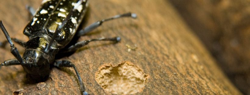 Asiatischer Laubholzbockkäfer neben einem kreisrunden Ausbohrloch in der Rinde