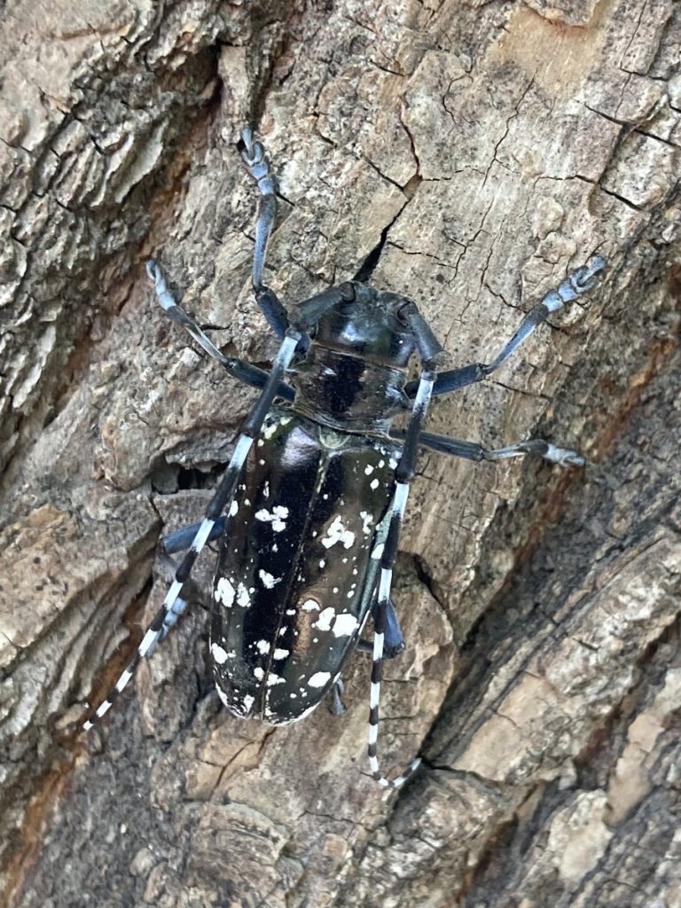 Asiatischer Laubholzbockkäfer, glänzend schwarz mit weißen Flecken und geringelten Fühlern, auf Baumrinde