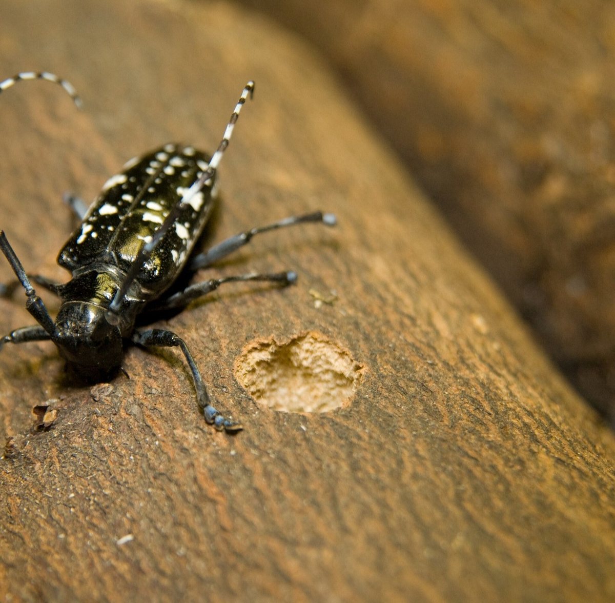 Asiatischer Laubholzbockkäfer neben einem runden Ausbohrloch in der Rinde eines Astes