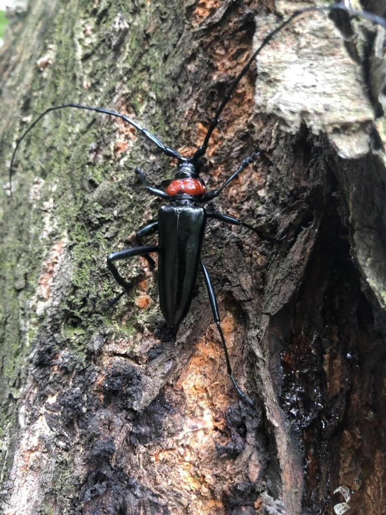 Asiatischer Moschusbockkäfer, glänzend schwarz mit leuchtend rotem Halsschild, auf einem Baumstamm