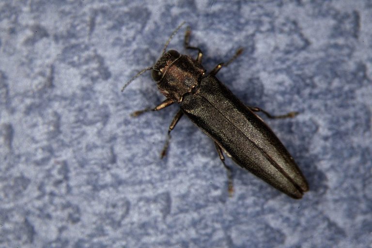 Bronzefarbener Birkenprachtkäfer von oben auf grau-blauem Untergrund