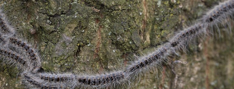 Behaarte Raupen des Eichenprozessionsspinners ziehen im Gänsemarsch über Eichenrinde