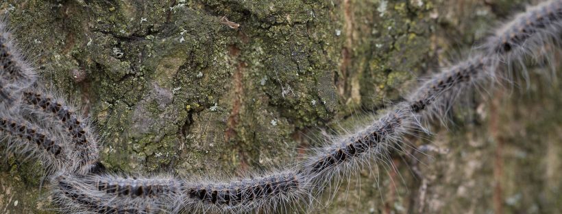 Behaarte Raupen des Eichenprozessionsspinners ziehen im Gänsemarsch über Eichenrinde