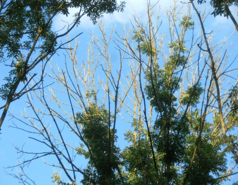 Blick von unten in Eschenkronen mit vielen kahlen, hellen abgestorbenen Zweigen und grünem Laub darunter