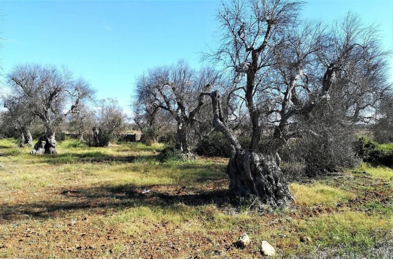 Alte Olivenbäume ohne Laub auf einer Wiese in Apulien, abgestorben durch Xylella fastidiosa