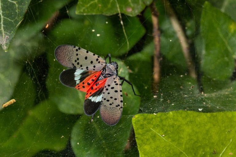 Gefleckte Laternenträgerzikade mit halb geöffneten Flügeln, rote Hinterflügel mit schwarzen Punkten sichtbar