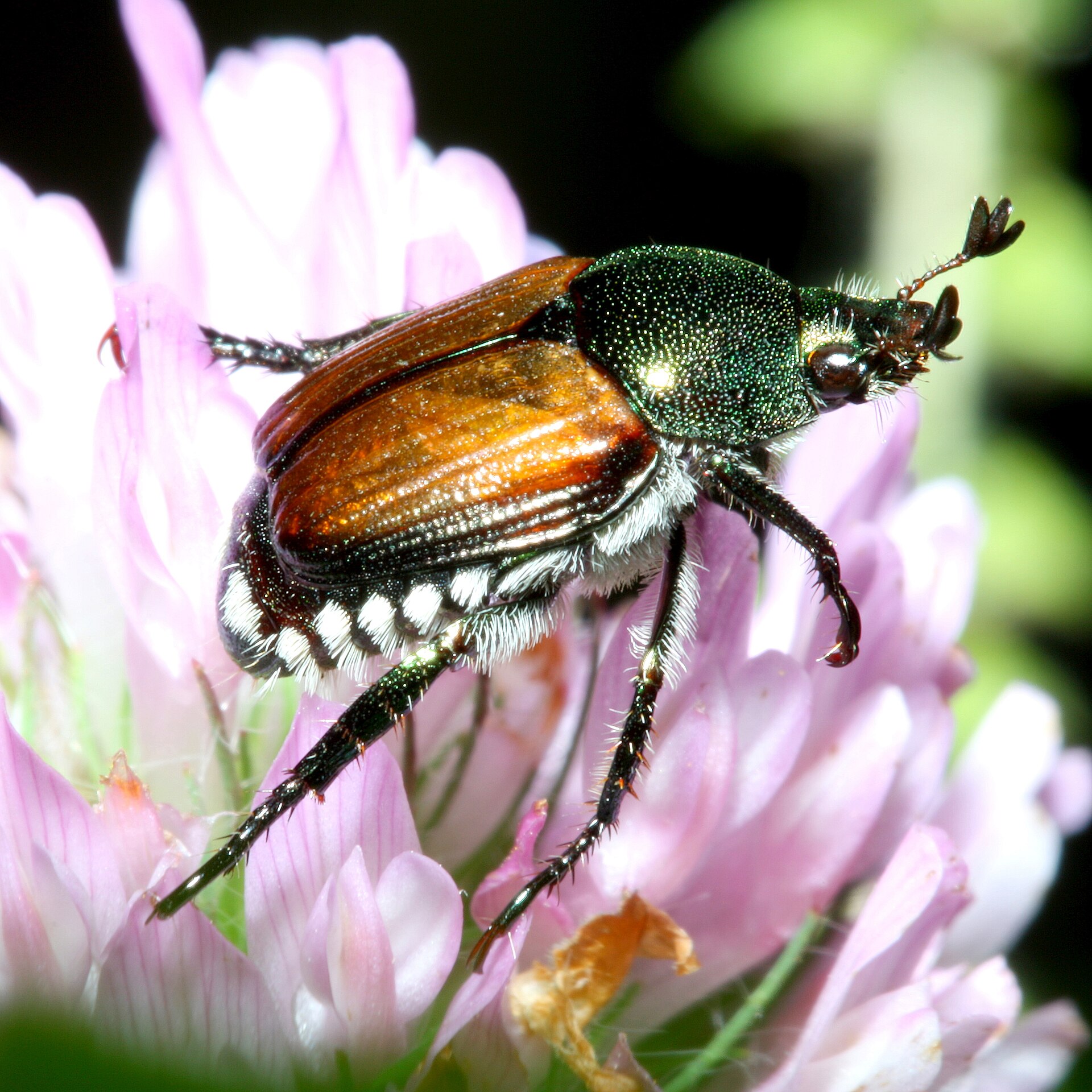 Japankäfer (Popillia japonica) auf einer Kleeblüte: goldgrün schimmerndes Halsschild, kupferbraune Flügeldecken und die fünf weißen Haarbüschel an jeder Körperseite sowie zwei am Hinterleibsende.