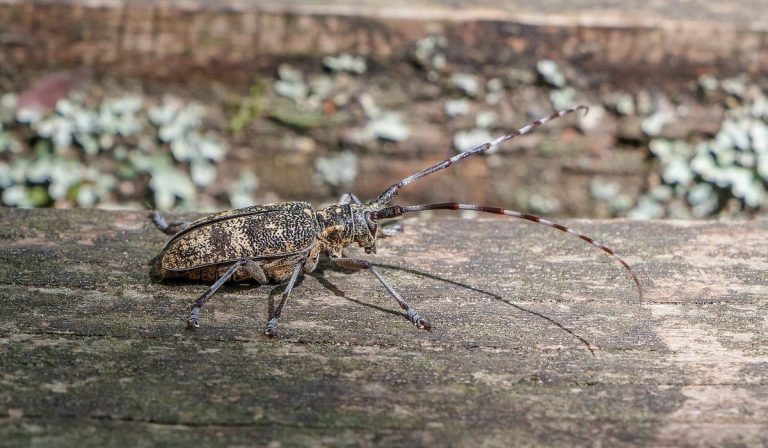 Graubraun gesprenkelter Bockkäfer mit langen geringelten Fühlern auf Holz