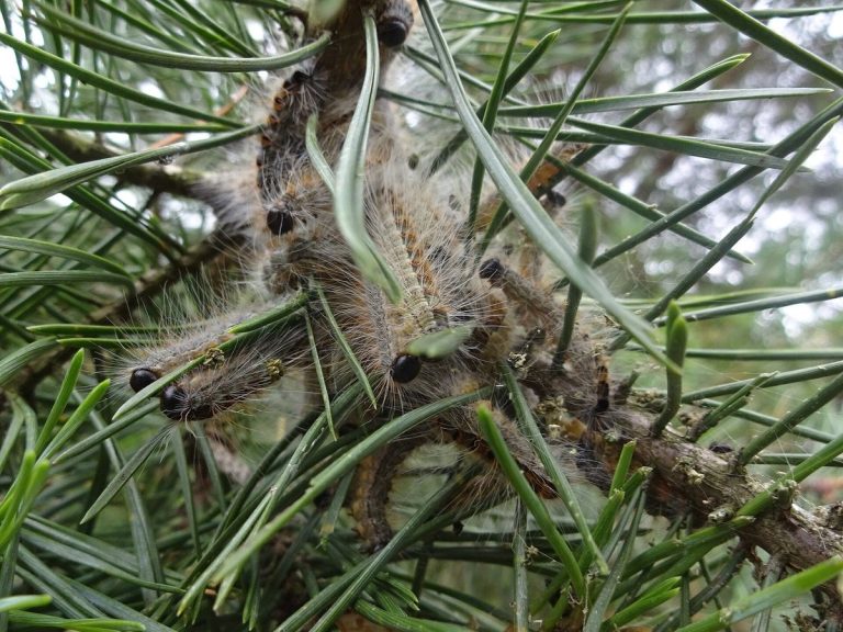 Gruppe grau behaarter Raupen mit schwarzen Köpfen an einem Kiefernzweig