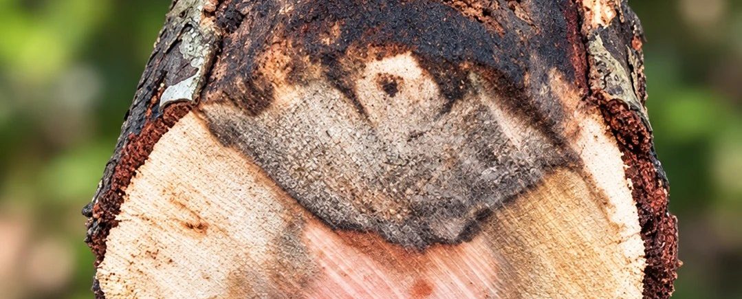 Schnitt durch einen Platanenast: oben schwarze, rußartige Sporenschicht auf der Rinde, darunter keilförmig verfärbtes, abgestorbenes Holz