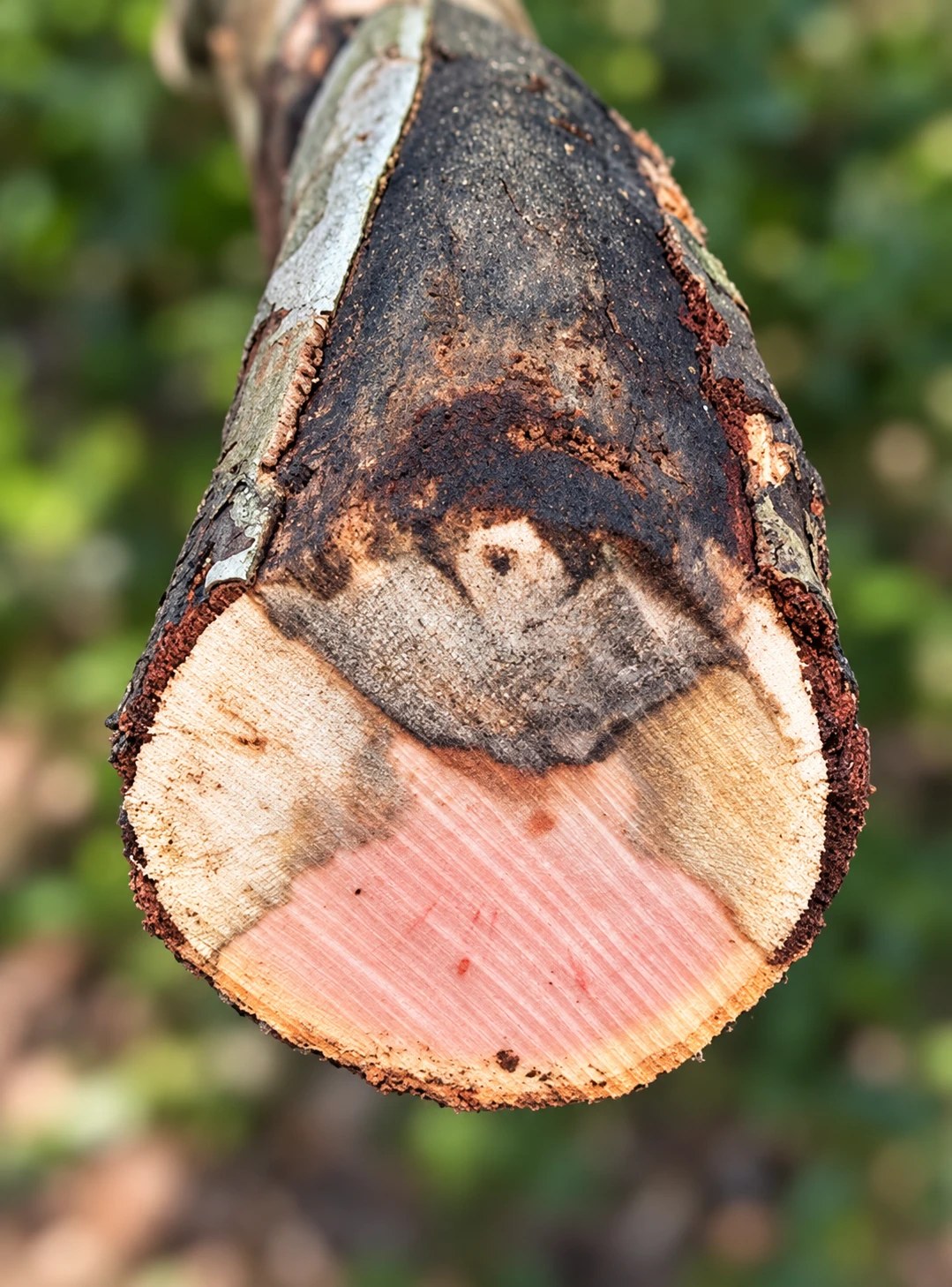 Schnitt durch einen Platanenast: oben schwarze, rußartige Sporenschicht auf der Rinde, darunter keilförmig verfärbtes, abgestorbenes Holz