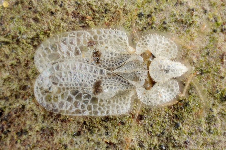 Platanennetzwanze von oben, weiße netzartige Flügel mit feinen Randdornen