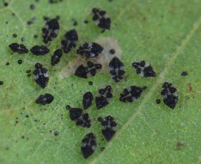 Schwarze stachelige Larven und Kotkrümel auf der Unterseite eines Platanenblatts