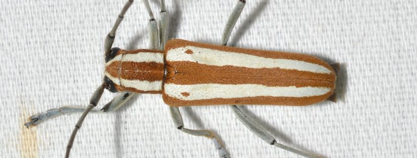 Rundköpfiger Apfelbaumbohrer liegend auf weißem Tuch, zimtbraun mit zwei cremeweißen Längsstreifen, Bannerausschnitt
