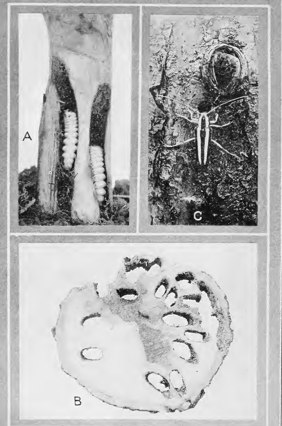 Historische Fototafel: links Larven des Rundköpfigen Apfelbaumbohrers in ihren Puppenwiegen im Stamm eines jungen Apfelbaums, rechts ein Käfer neben seinem kreisrunden Ausbohrloch in der Rinde, unten ein Stammquerschnitt am Stammfuß mit mehreren von Larven gefressenen Gängen