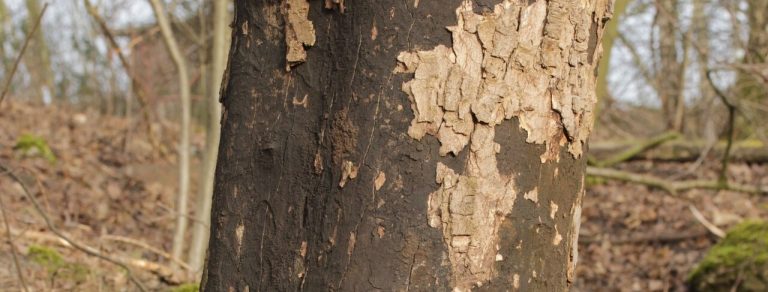 Ahornstamm mit großflächig abgeplatzter Rinde und schwarzer Sporenschicht