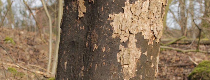 Ahornstamm mit großflächig abgeplatzter Rinde und schwarzer Sporenschicht