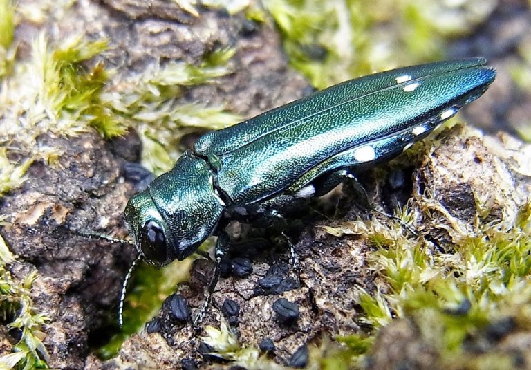 Schlanker, metallisch blaugrüner Käfer mit kleinen weißen Flecken auf bemooster Rinde